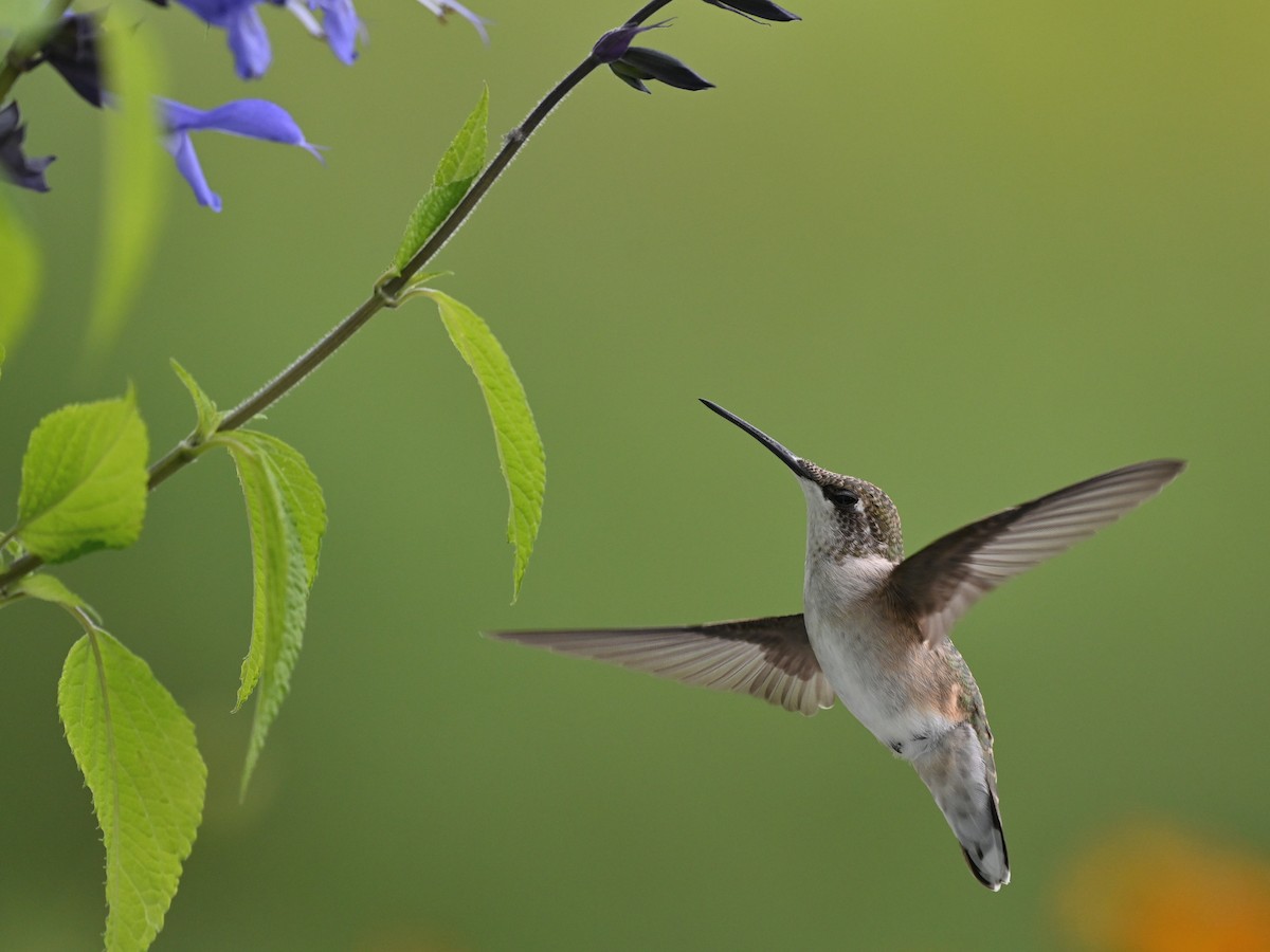 Ruby-throated Hummingbird - Henry Trombley