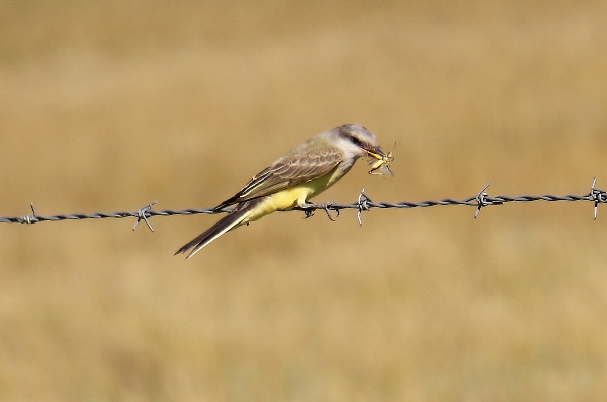 Western Kingbird - ML603488071