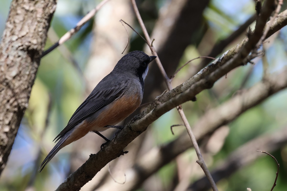 Rufous Whistler - ML603488831