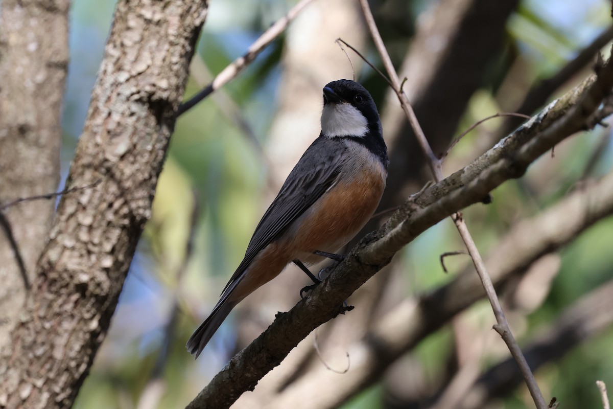 Rufous Whistler - ML603488851