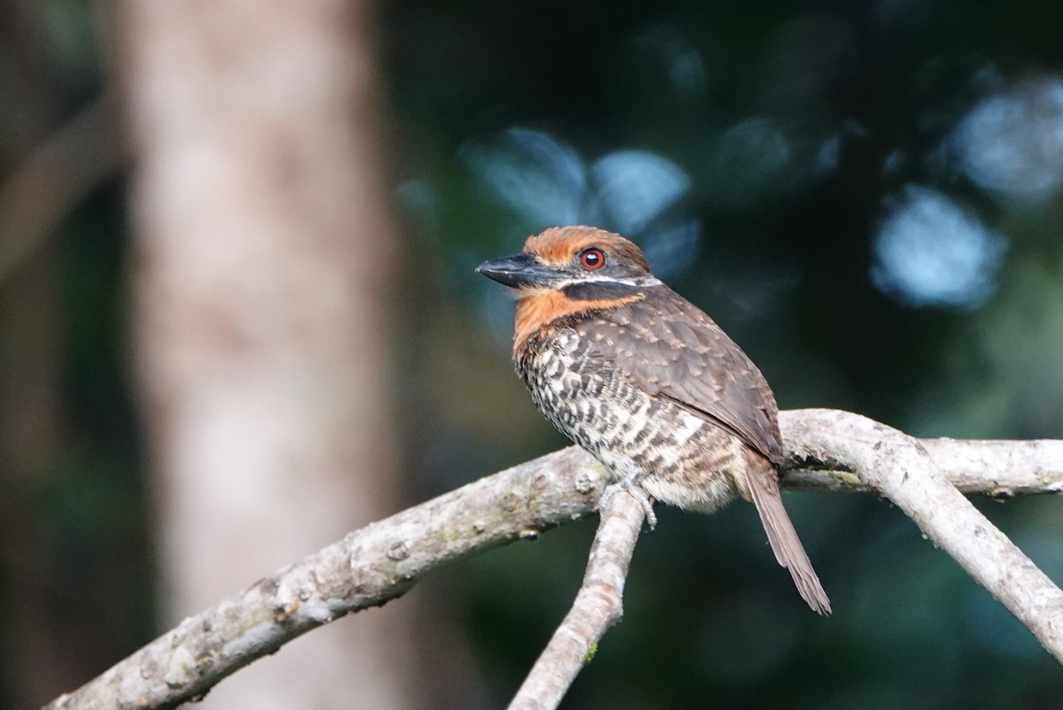 Spotted Puffbird - Julien Piolain