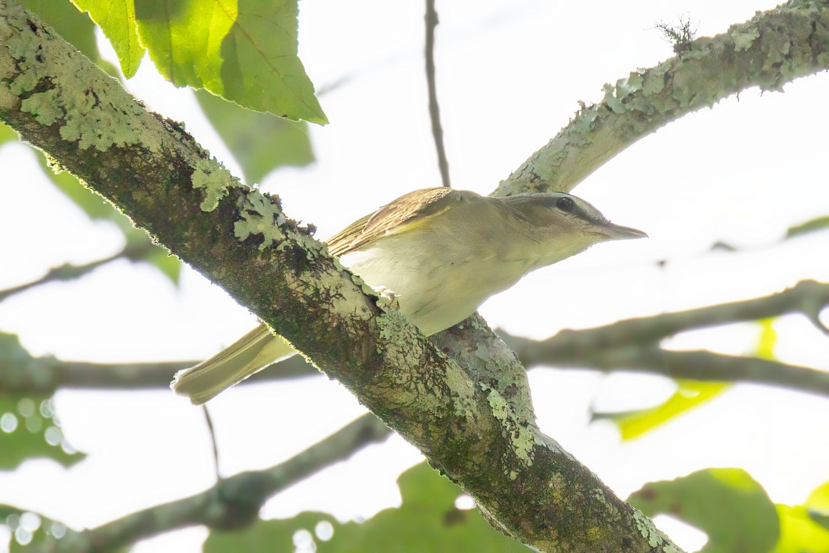 Red-eyed Vireo - ML603489741