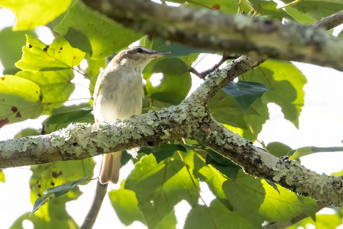 Red-eyed Vireo - ML603489871