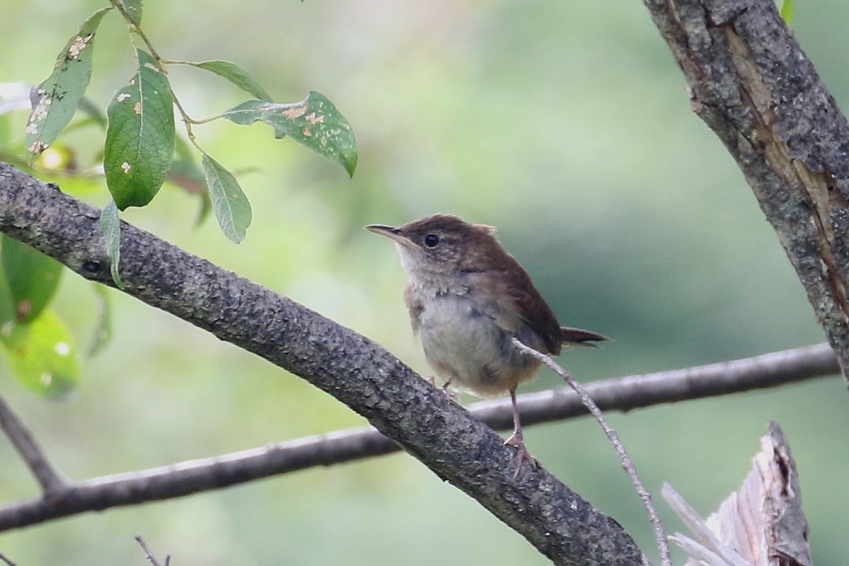 House Wren - ML603489891