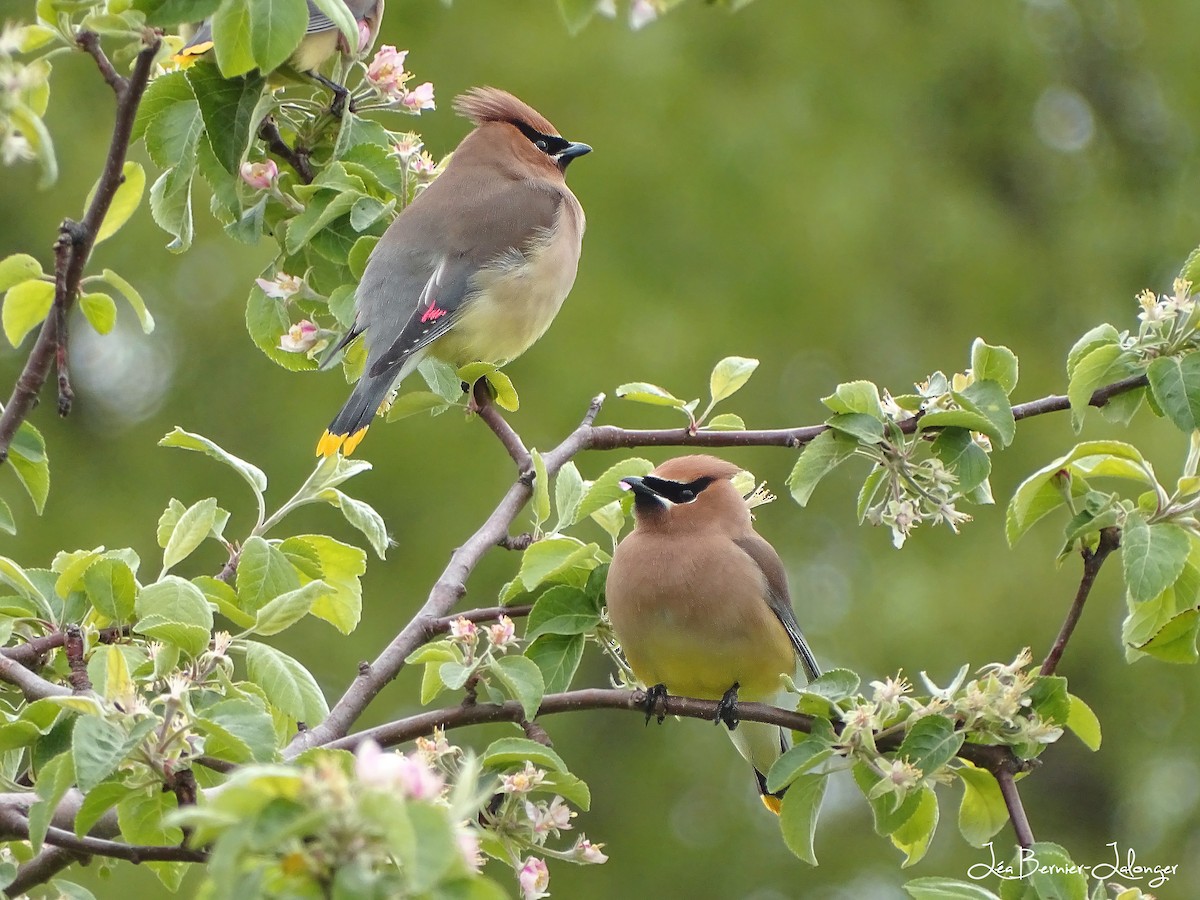 Cedar Waxwing - Lea Bernier