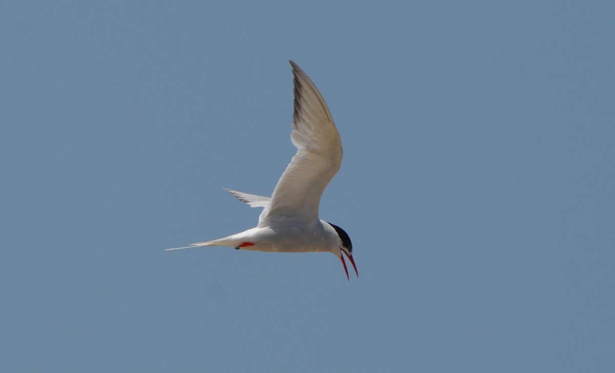 South American Tern - Ana Vanegas