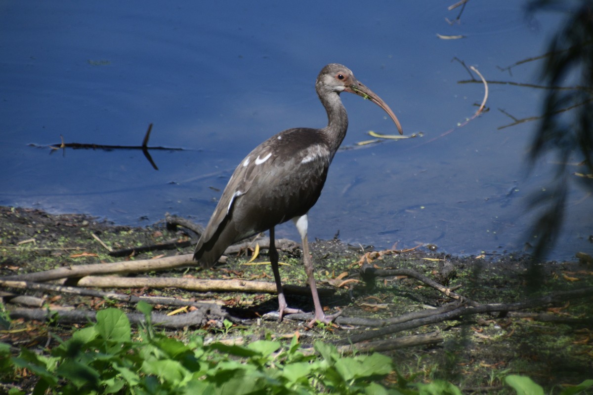 White Ibis - ML603490021