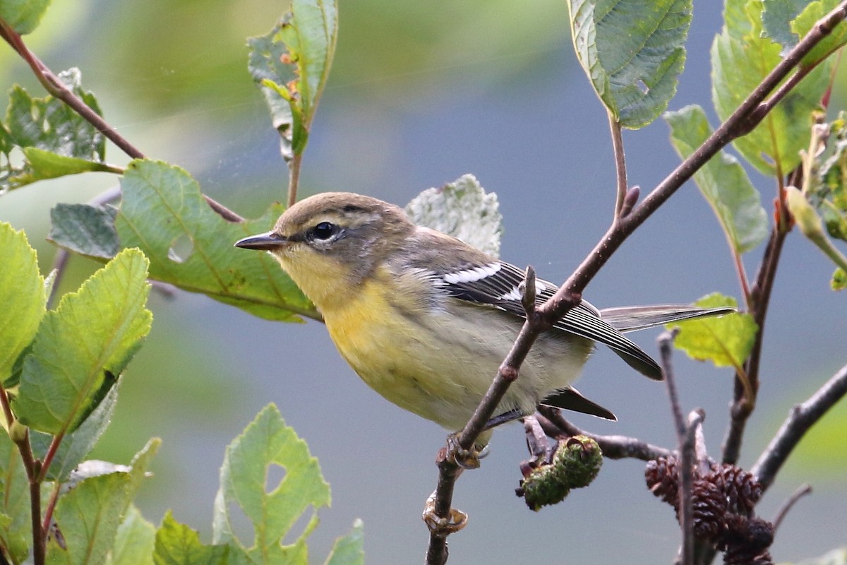 Blackburnian Warbler - ML603490251