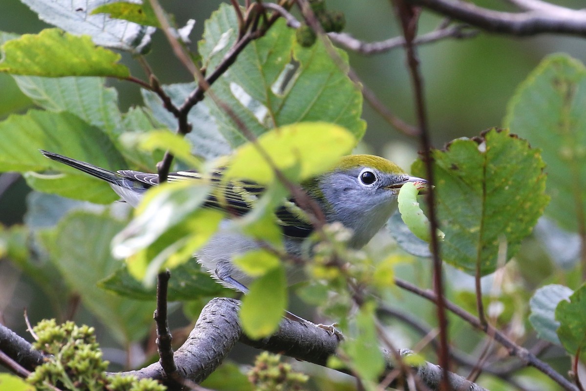 Chestnut-sided Warbler - ML603490581