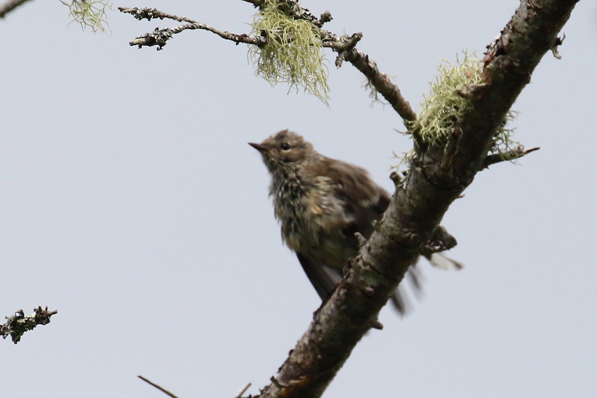 Yellow-rumped Warbler - ML603490701