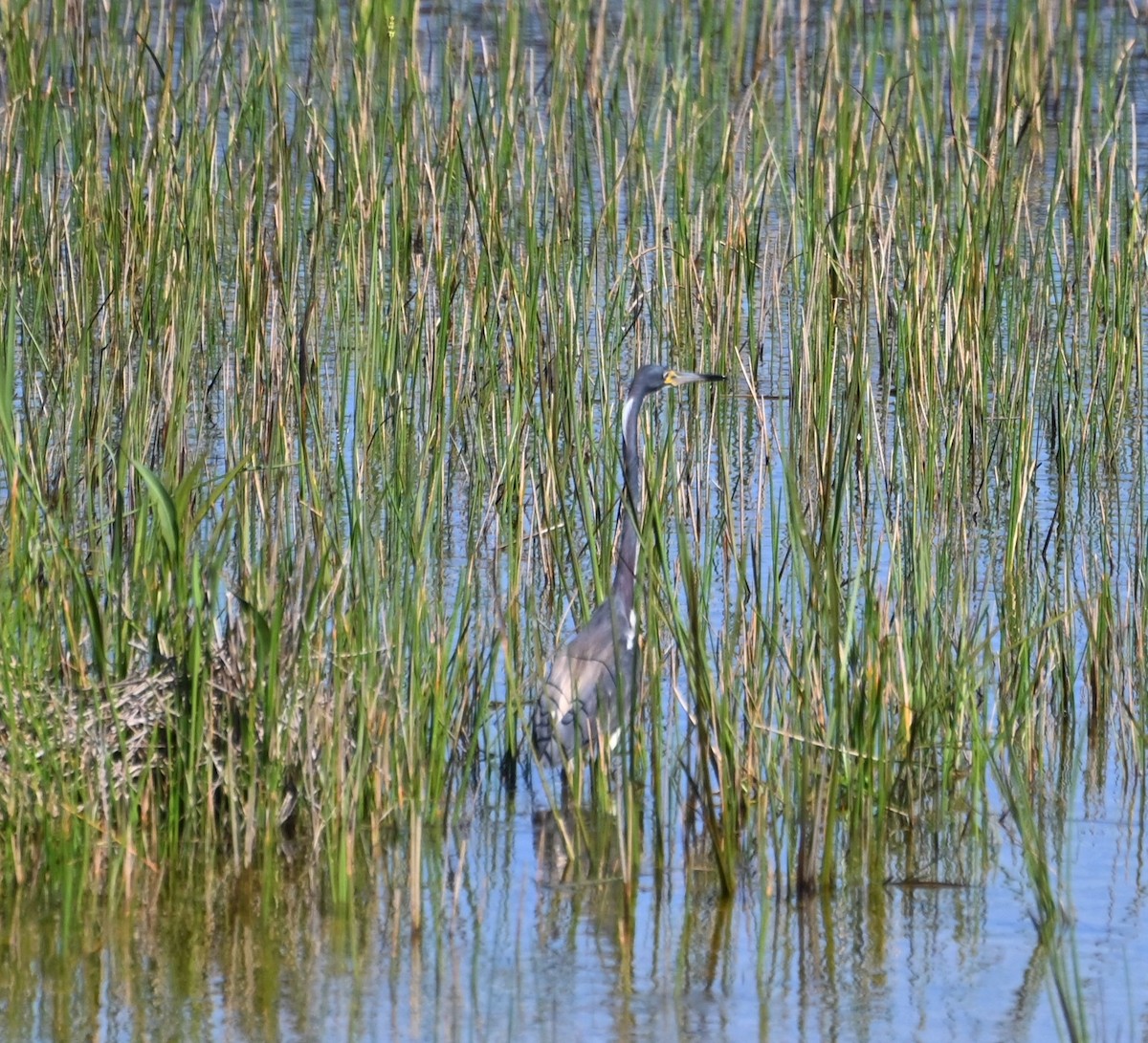 Tricolored Heron - ML603490961