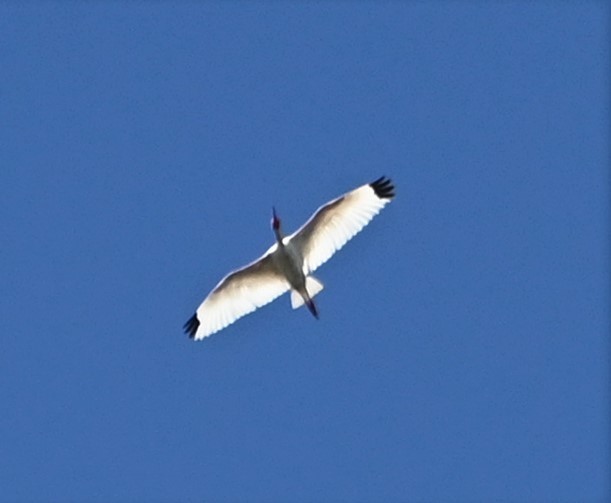 Ibis blanc - ML603491081