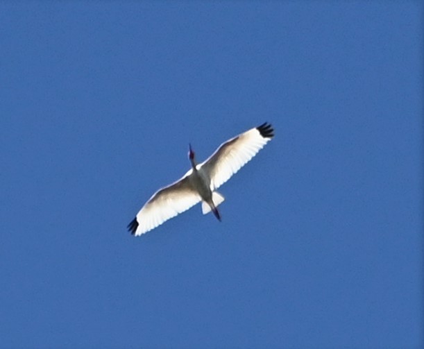 White Ibis - ML603491081