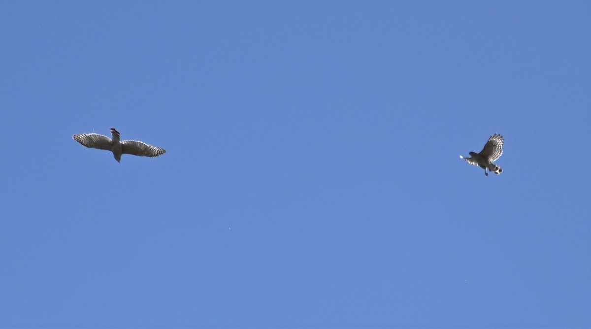 Red-shouldered Hawk - Dave Griswold