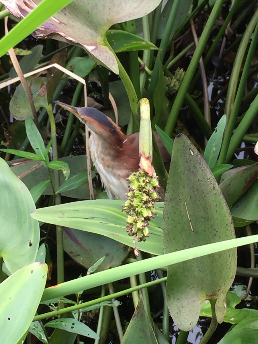 Least Bittern - Christian Coté