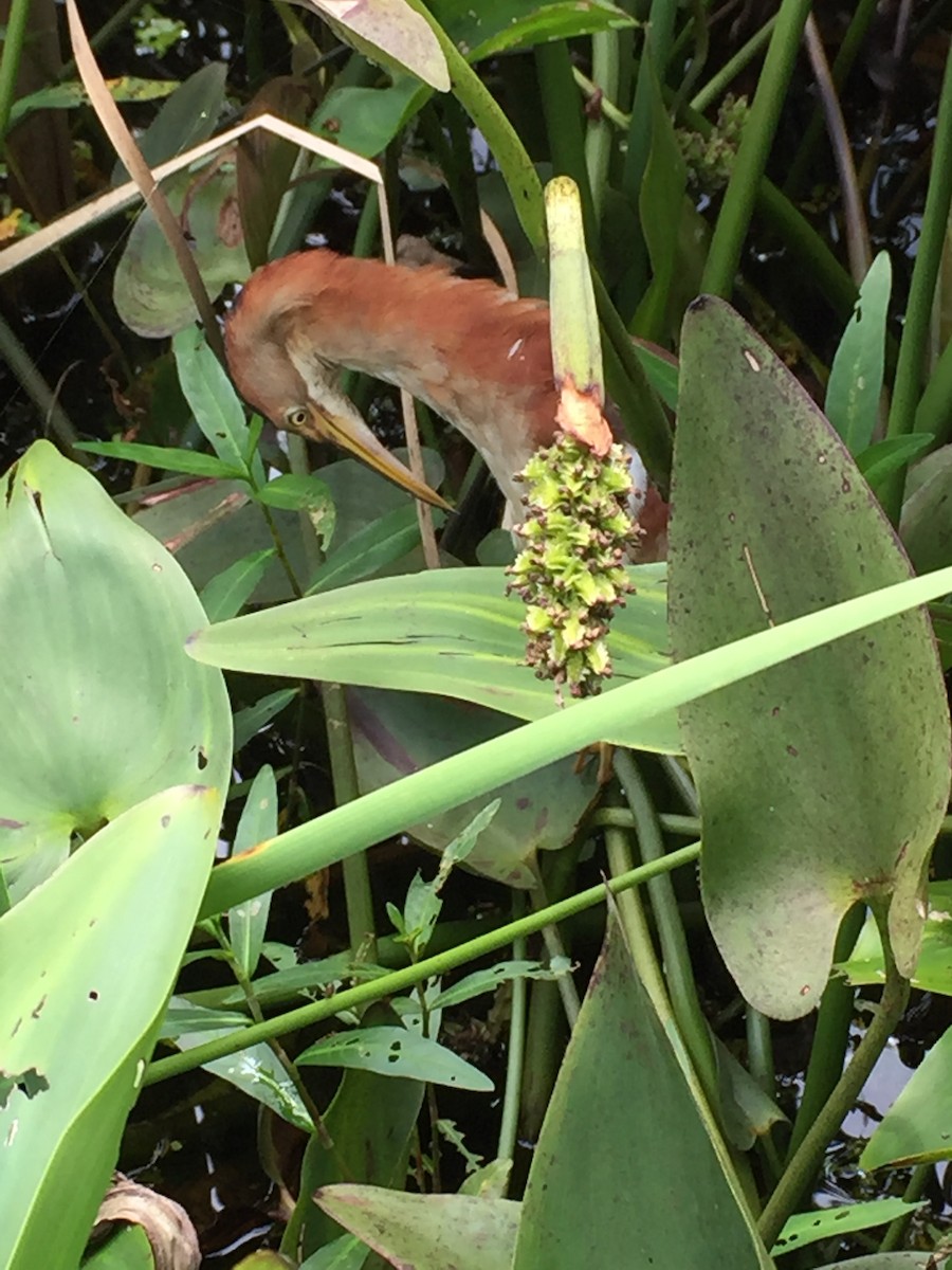 Least Bittern - ML603491691