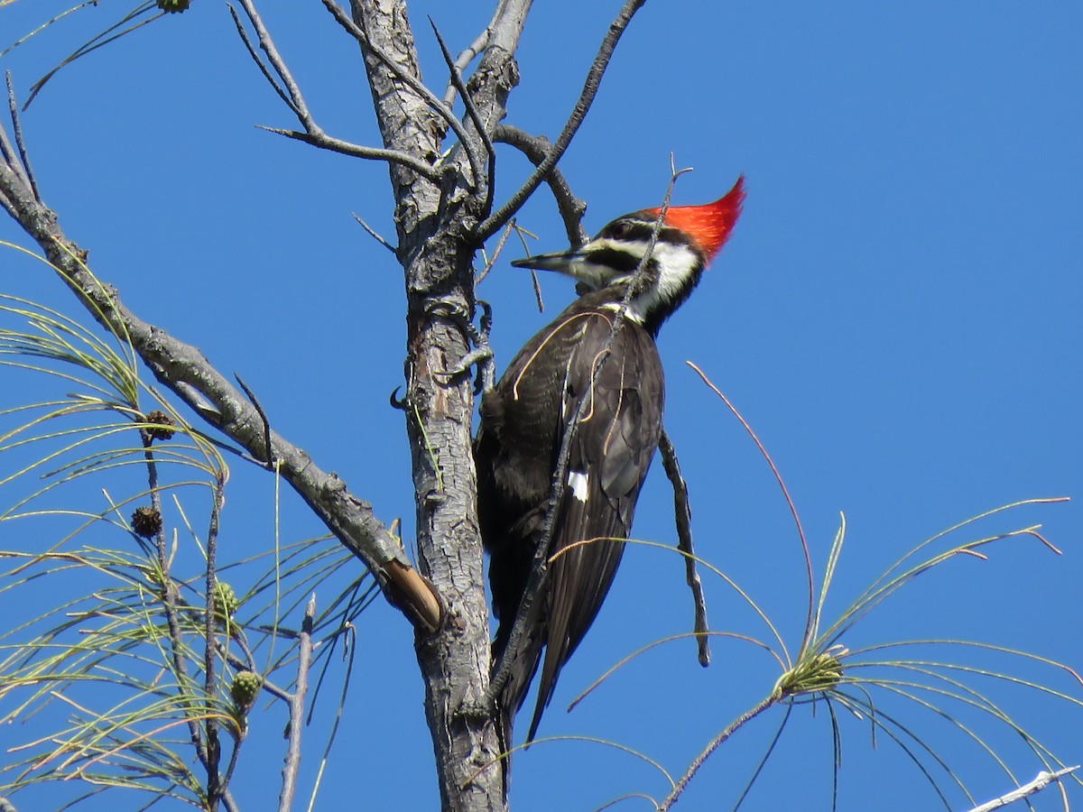 Pileated Woodpecker - ML603492681