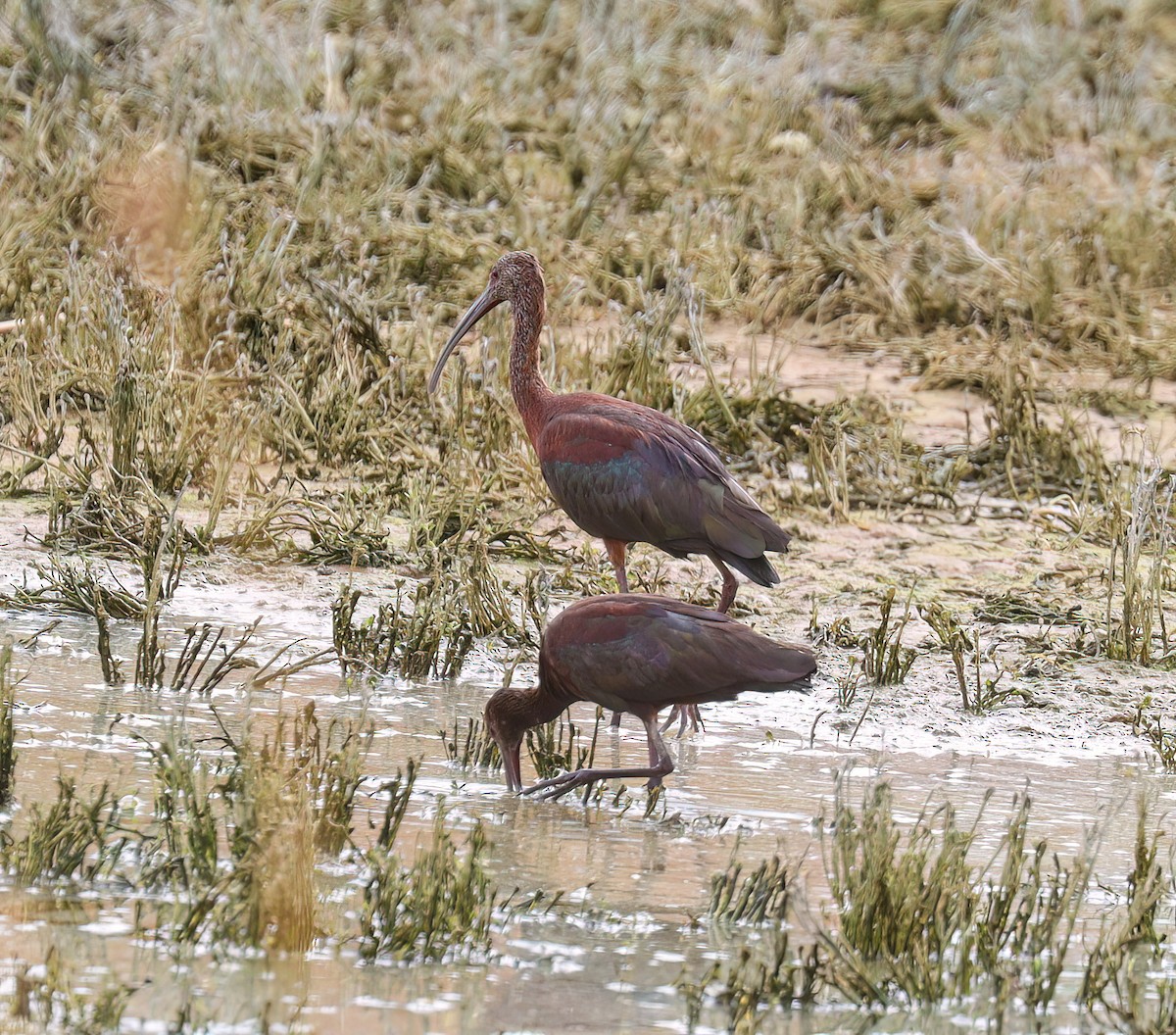 White-faced Ibis - ML603492841