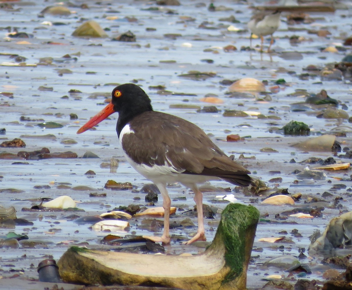 American Oystercatcher - ML603492861