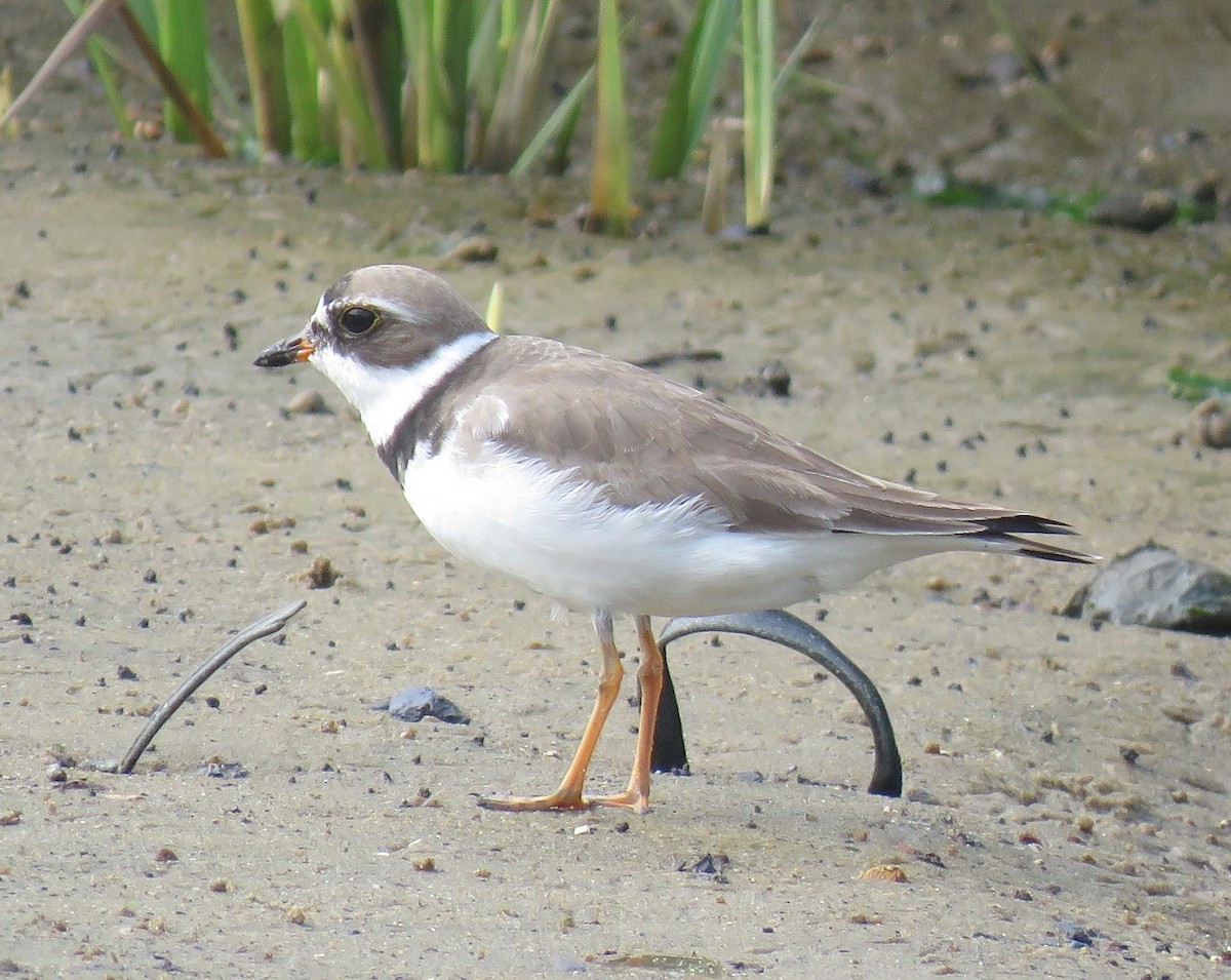 Semipalmated Plover - ML603492941