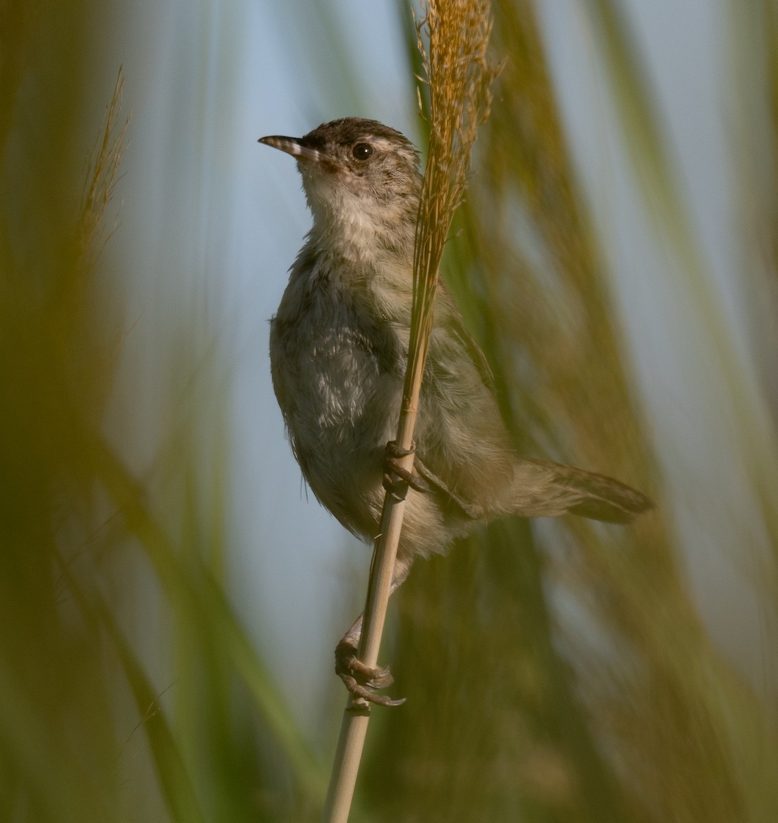 Marsh Wren (plesius Group) - Connie Misket