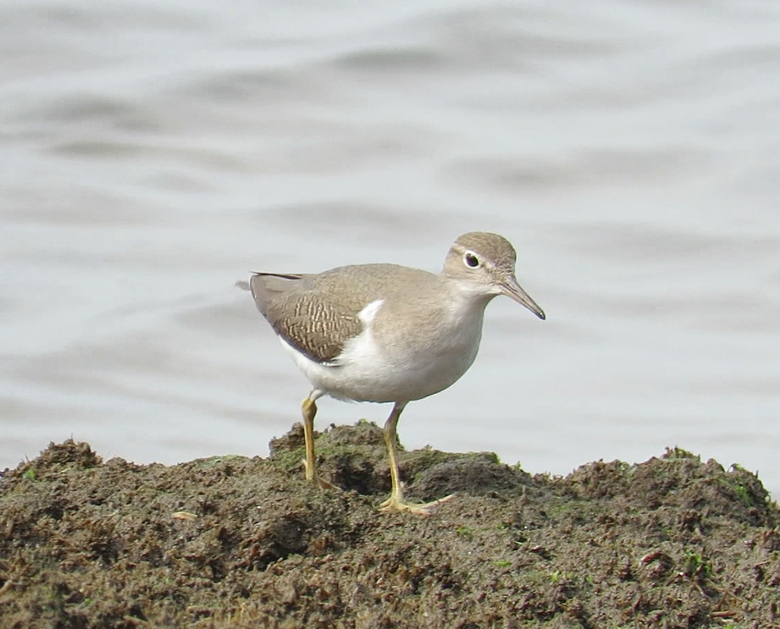 Spotted Sandpiper - ML603493601