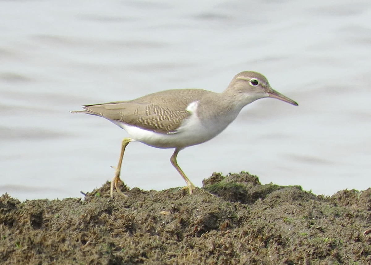 Spotted Sandpiper - ML603493611