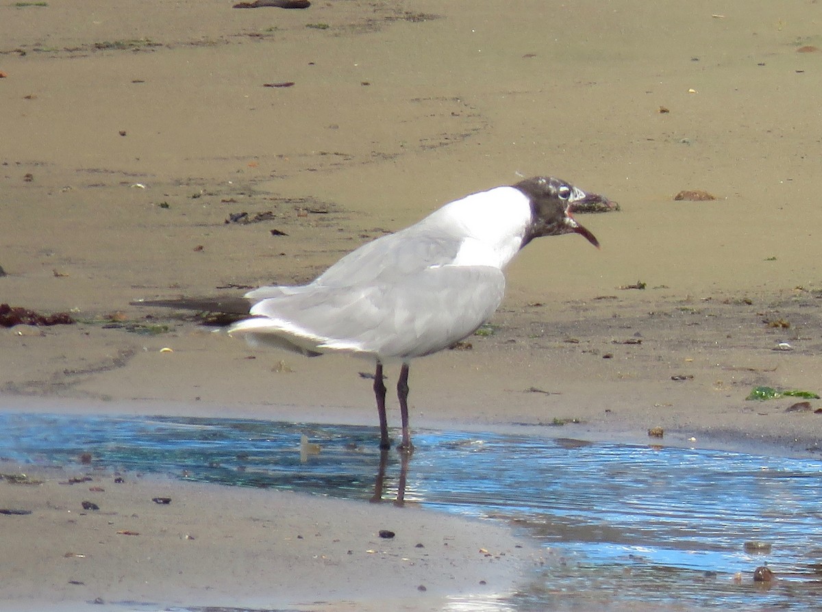 Laughing Gull - ML603493691