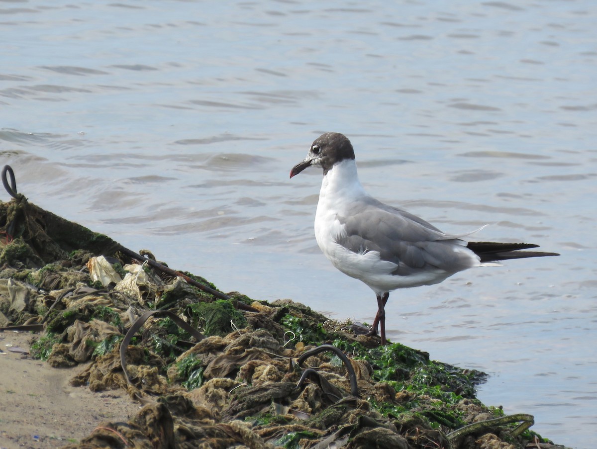 Laughing Gull - ML603493701