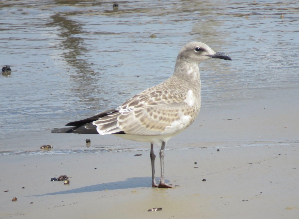 Laughing Gull - ML603493711