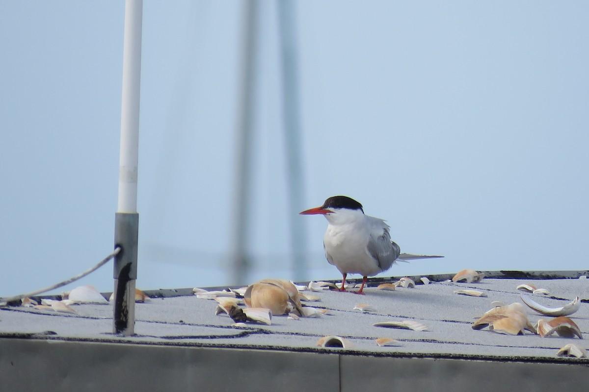 Common Tern - ML603493991