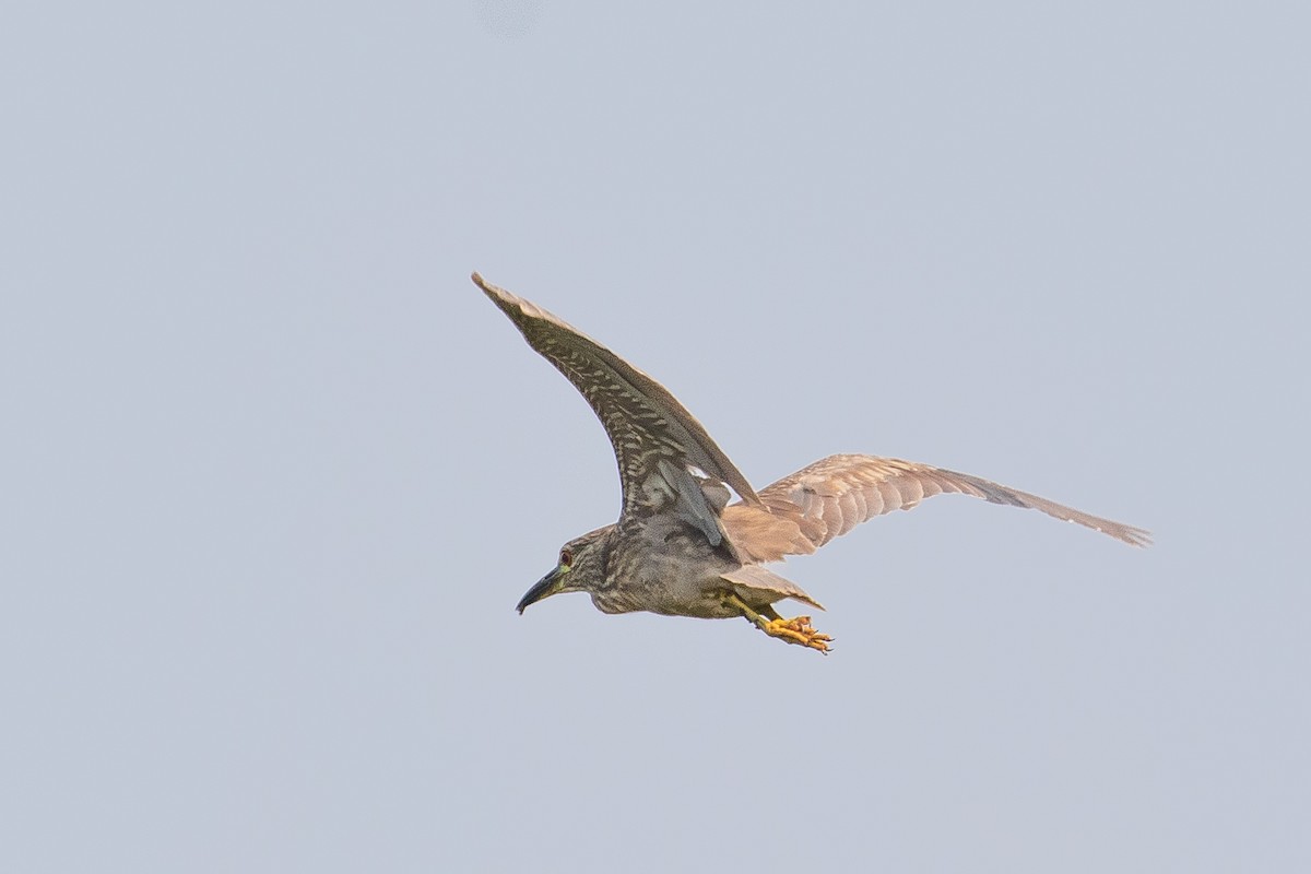 Black-crowned Night Heron - ML603494081