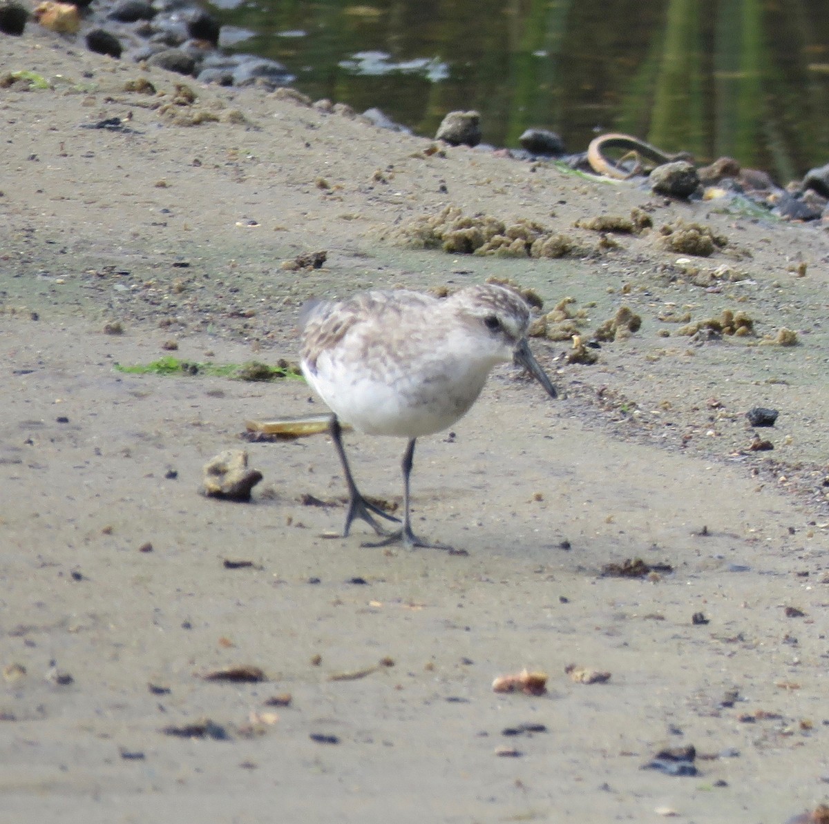 Semipalmated Sandpiper - ML603494591