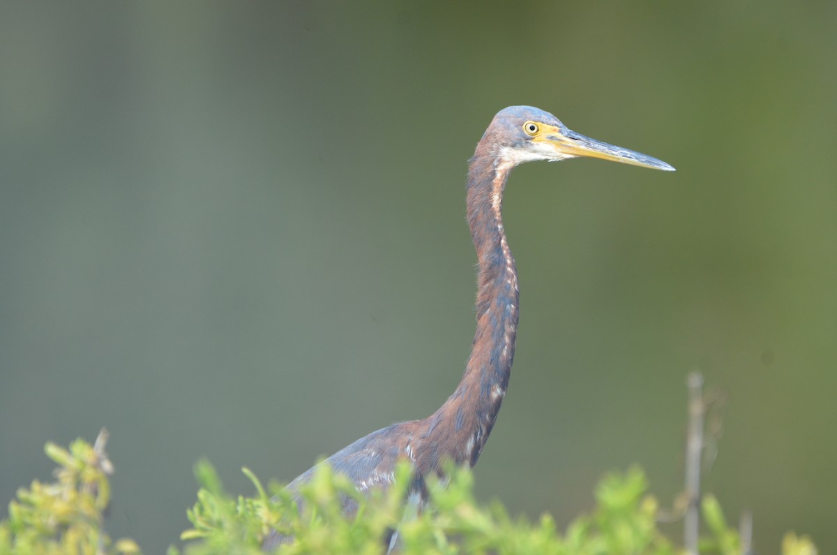 Tricolored Heron - ML603495281