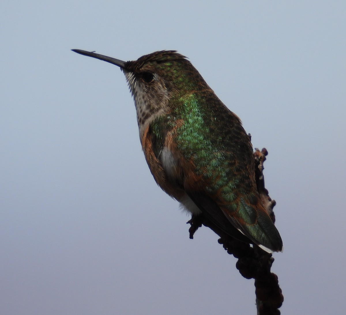 Rufous Hummingbird - ML603495841