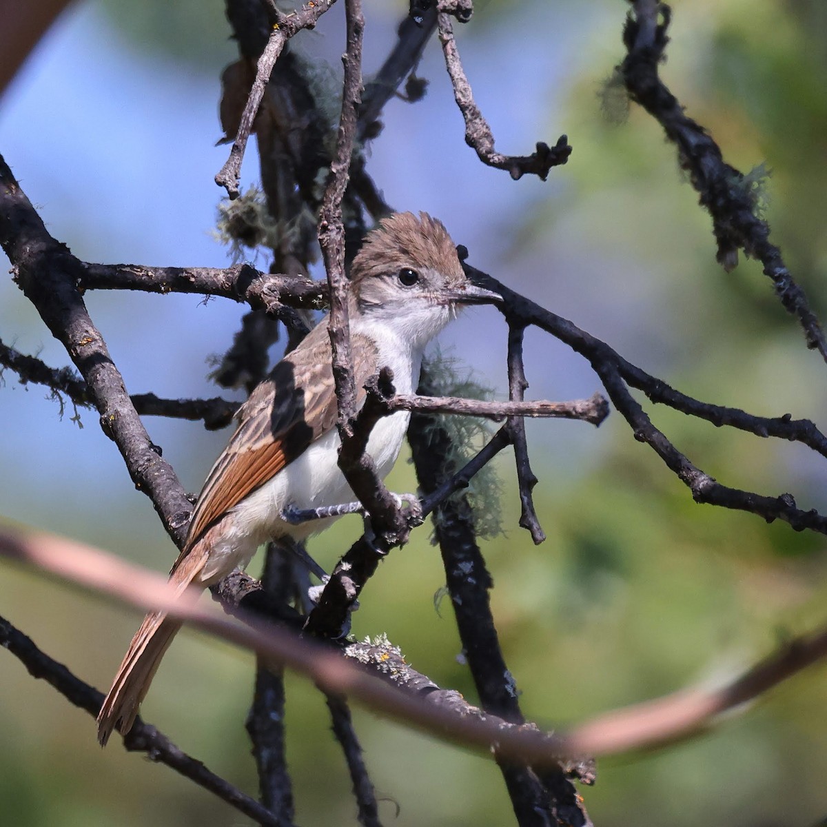 Ash-throated Flycatcher - ML603495901