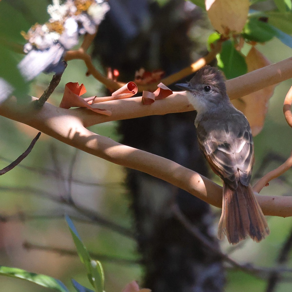 Ash-throated Flycatcher - ML603496401