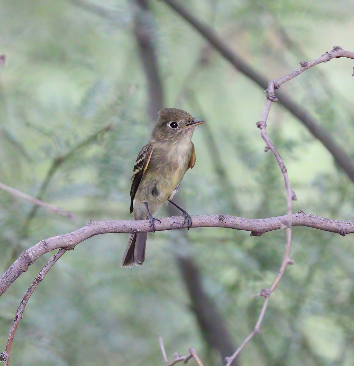 Western Flycatcher (Pacific-slope) - ML603496981