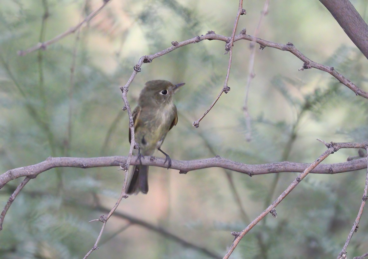 Western Flycatcher (Pacific-slope) - ML603496991