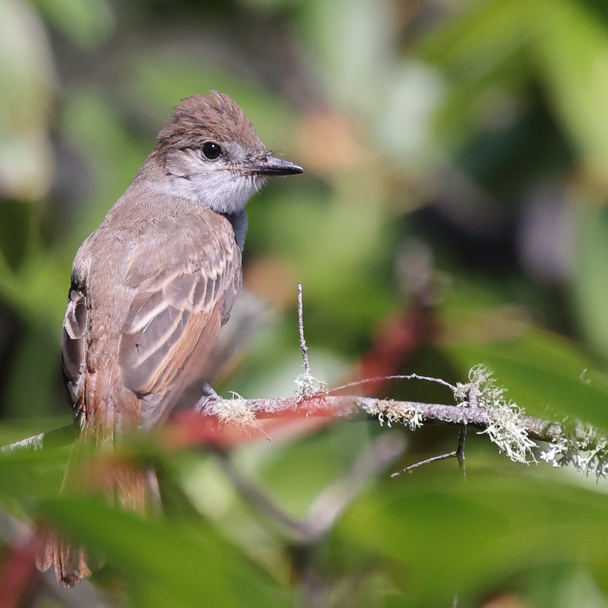 Ash-throated Flycatcher - ML603497001