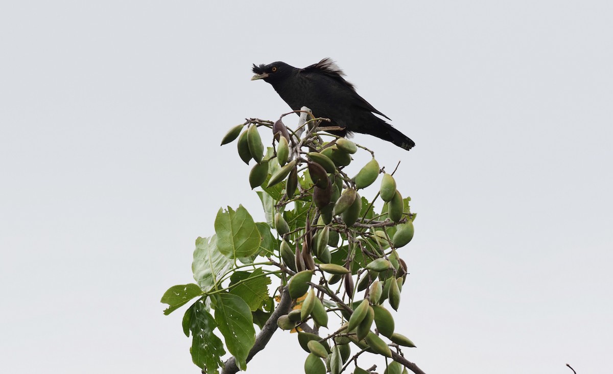 krøllstær - ML603497651