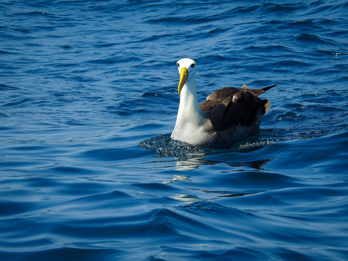 Albatros des Galapagos - ML603498281