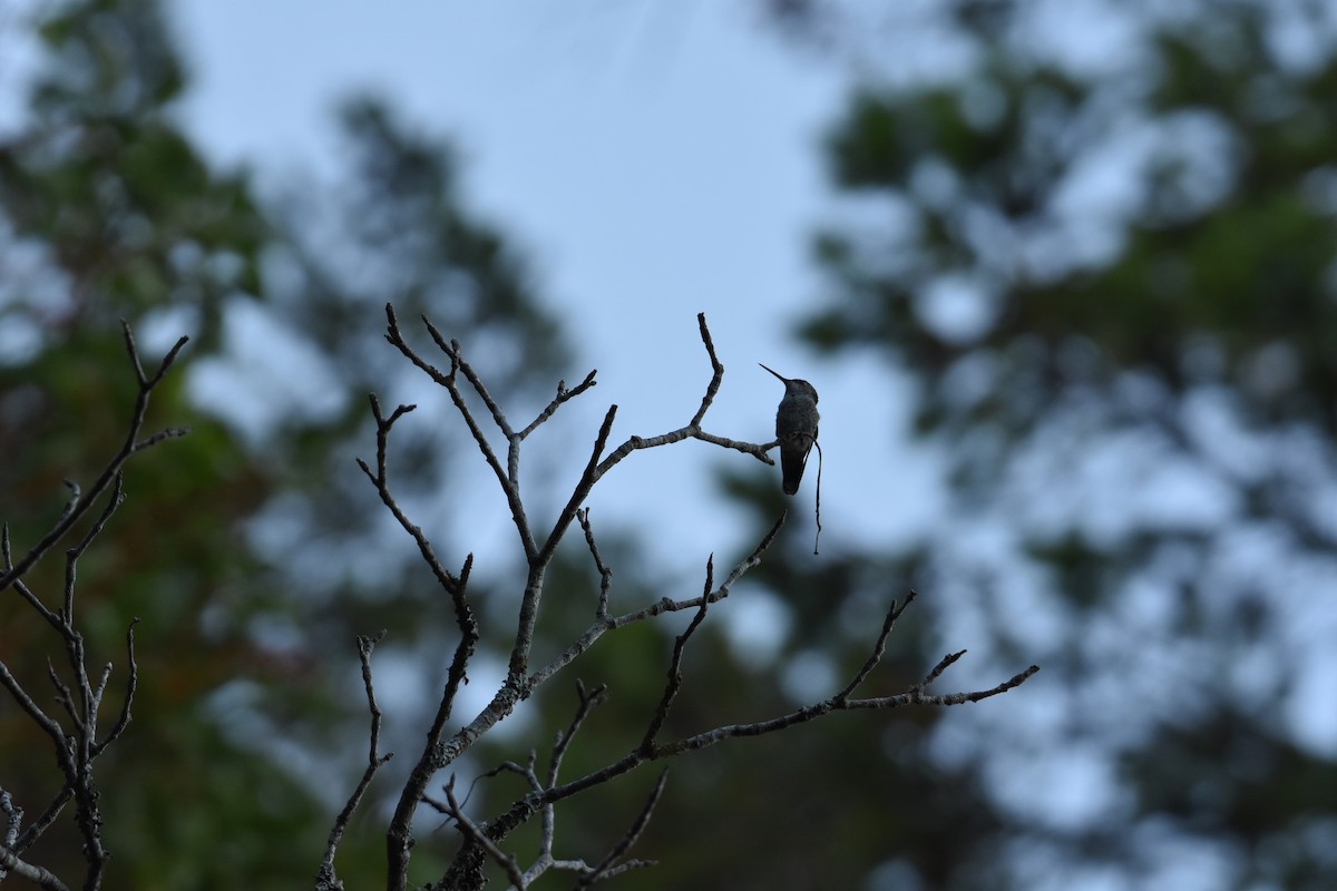 Anna's Hummingbird - ML603498691