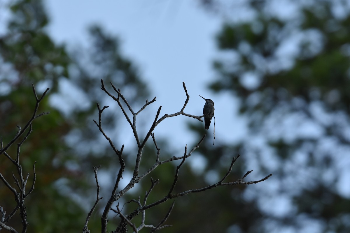 rødmaskekolibri - ML603498691