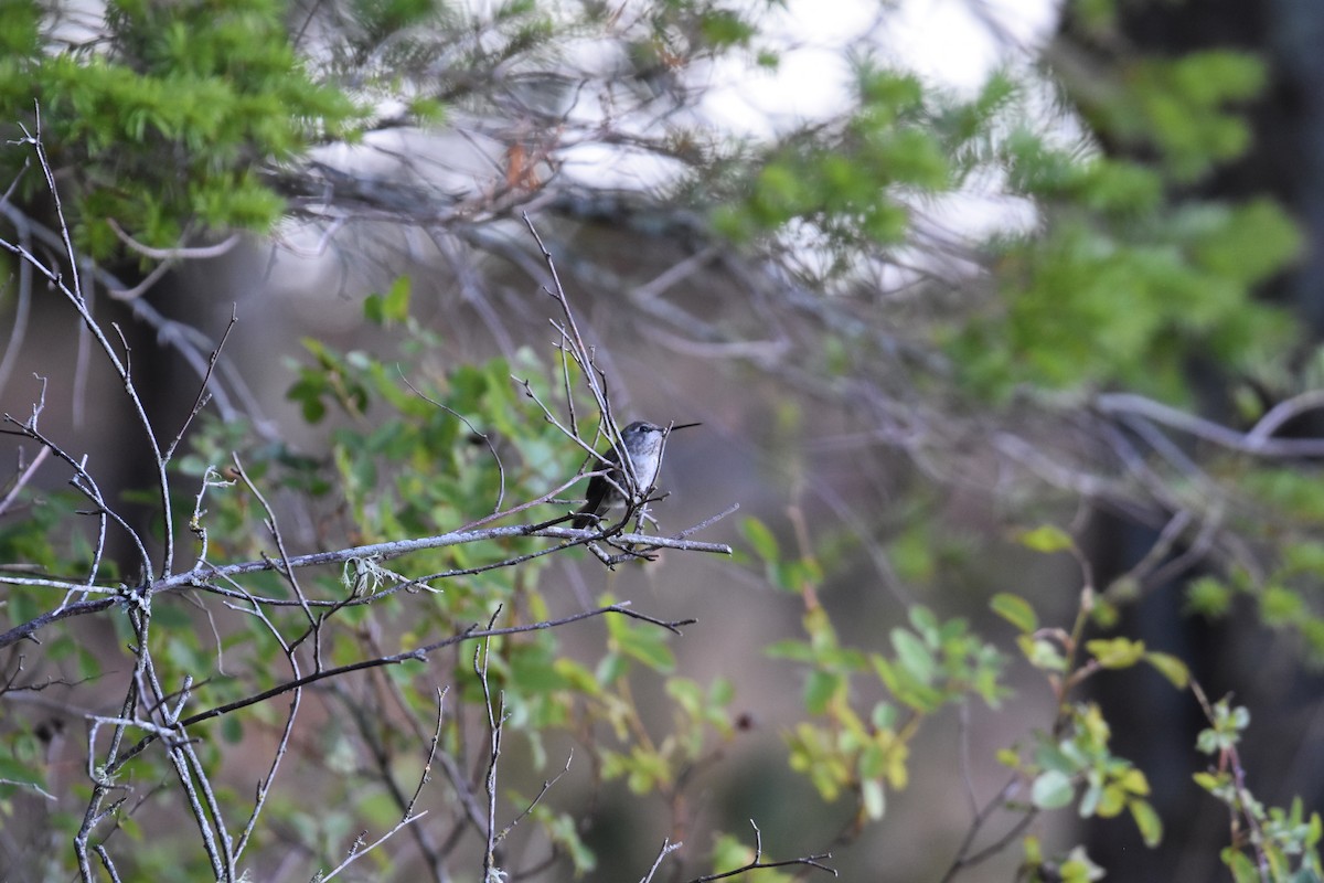 Anna's Hummingbird - ML603498701