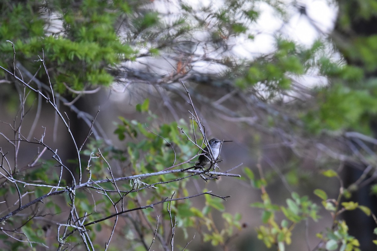 rødmaskekolibri - ML603498711