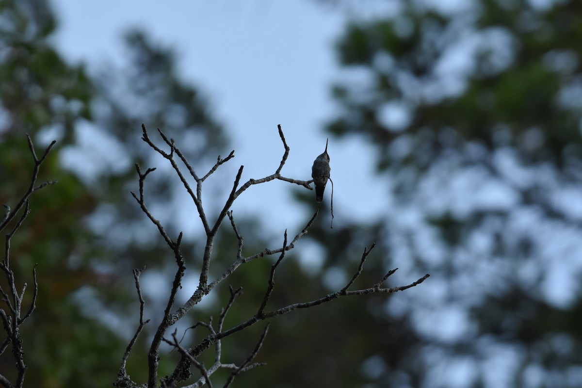 Anna's Hummingbird - ML603498721