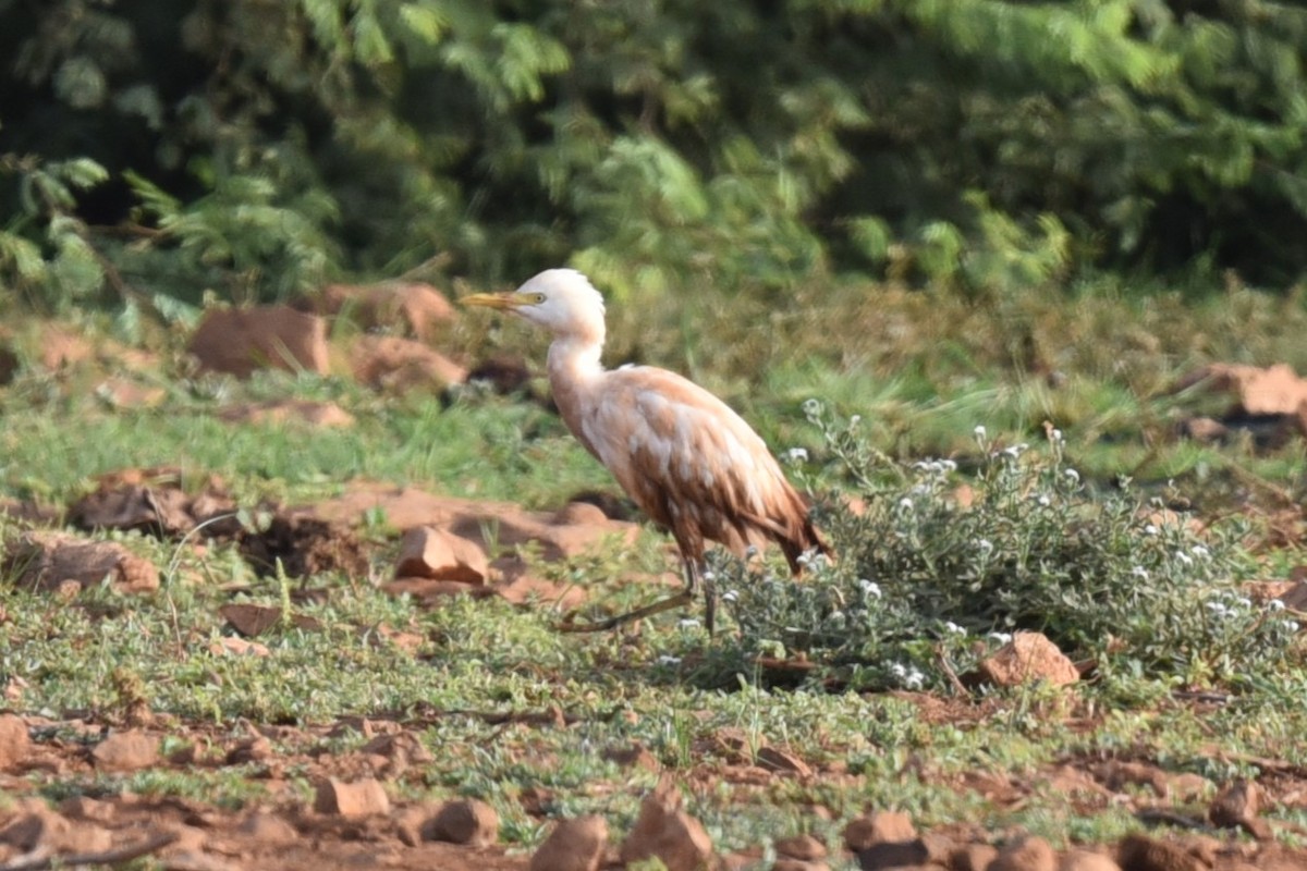 Western Cattle Egret - ML603498731