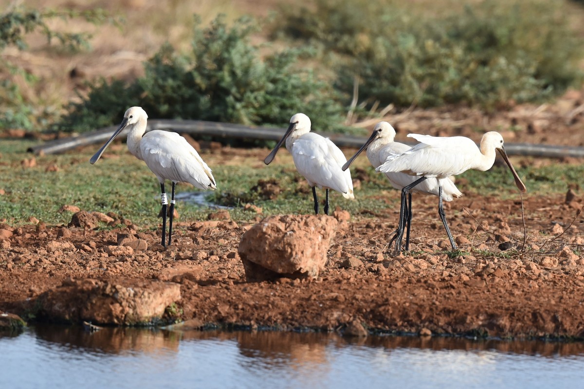 Eurasian Spoonbill - Christoph Randler