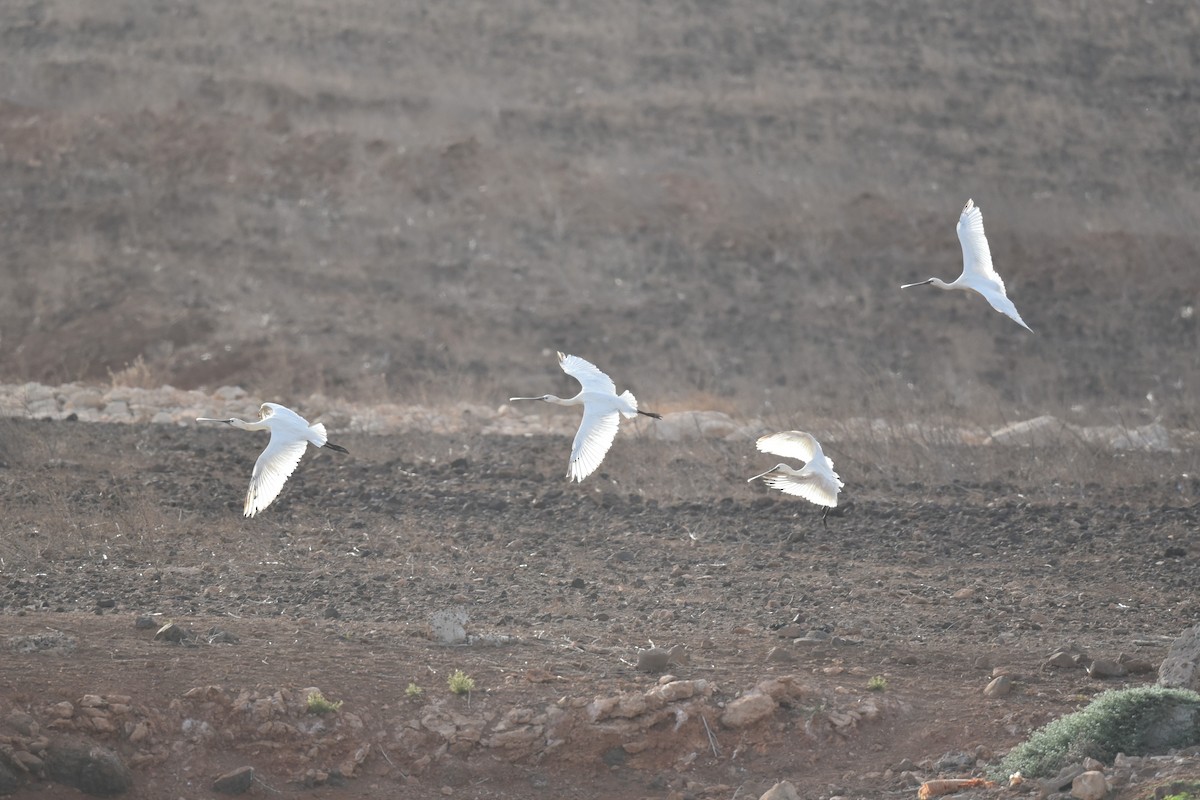 Eurasian Spoonbill - ML603498891